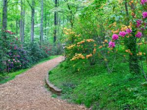 Serene forest trail through the rhododendron garden in Hiawassee, GA where HSP Retreats are held.